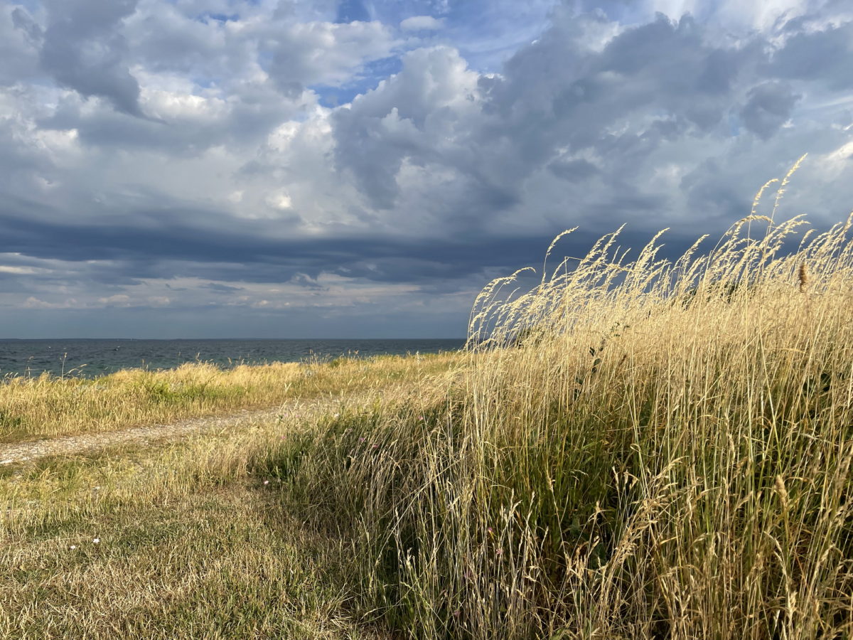 Wind blowing through the reeds on a Danish island (1 hour)