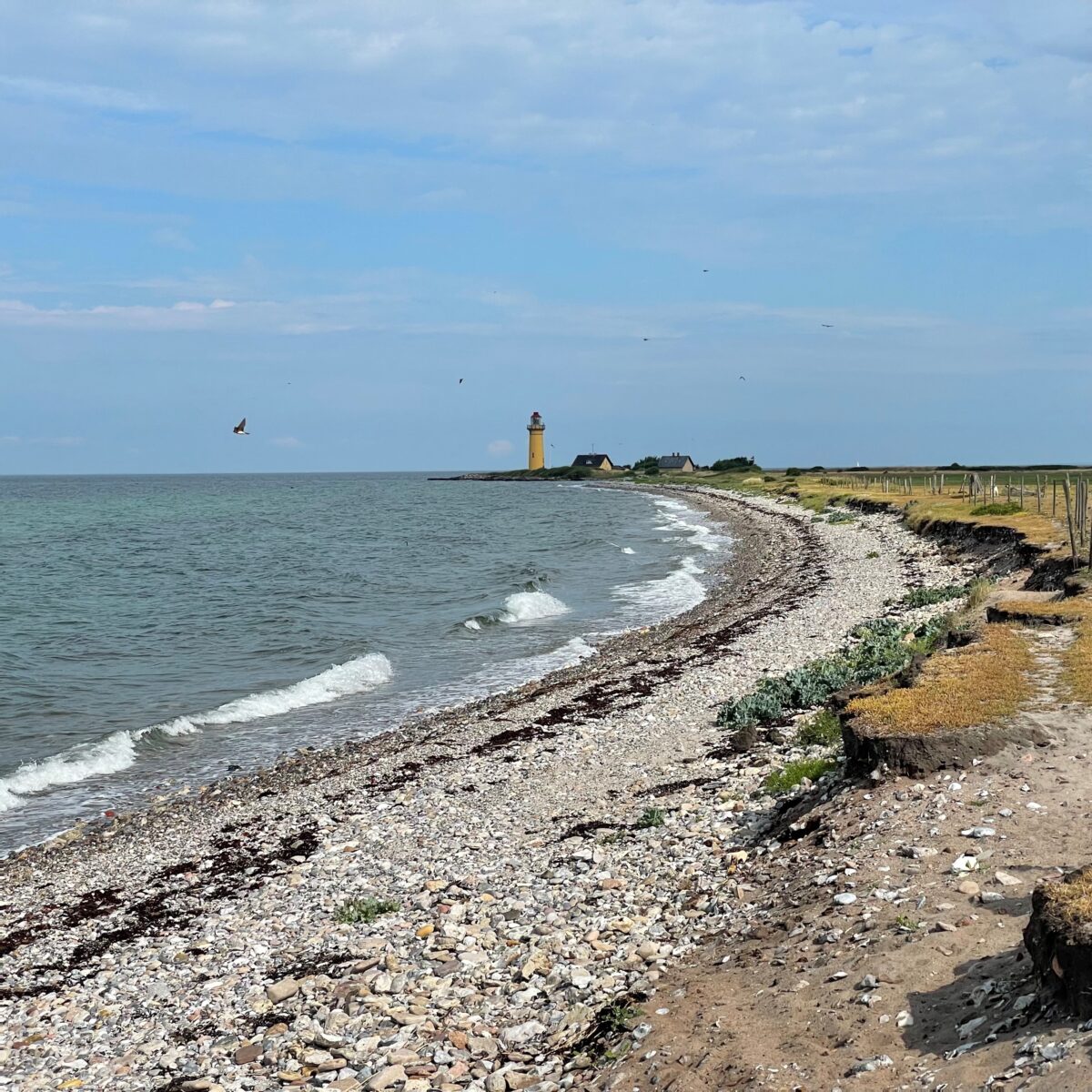 Waves and bird life: Ambience from a walk along Omø coastline (1 hour)