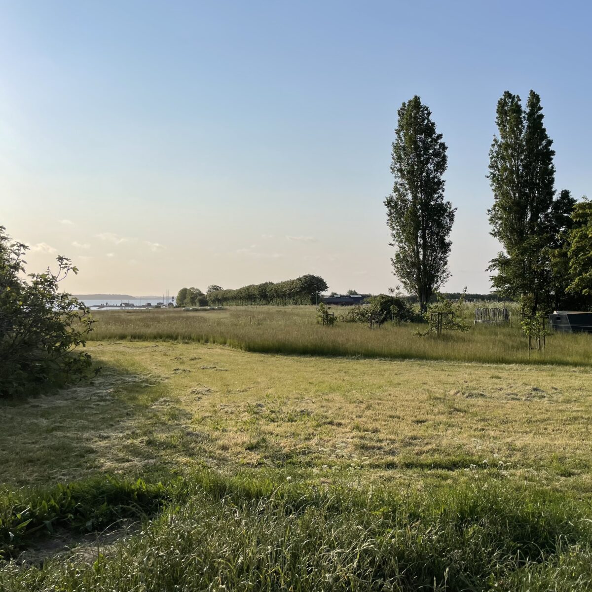 Birds singing from treetops on Strynø, while wind from the ocean blows through the leaves (1 hour)