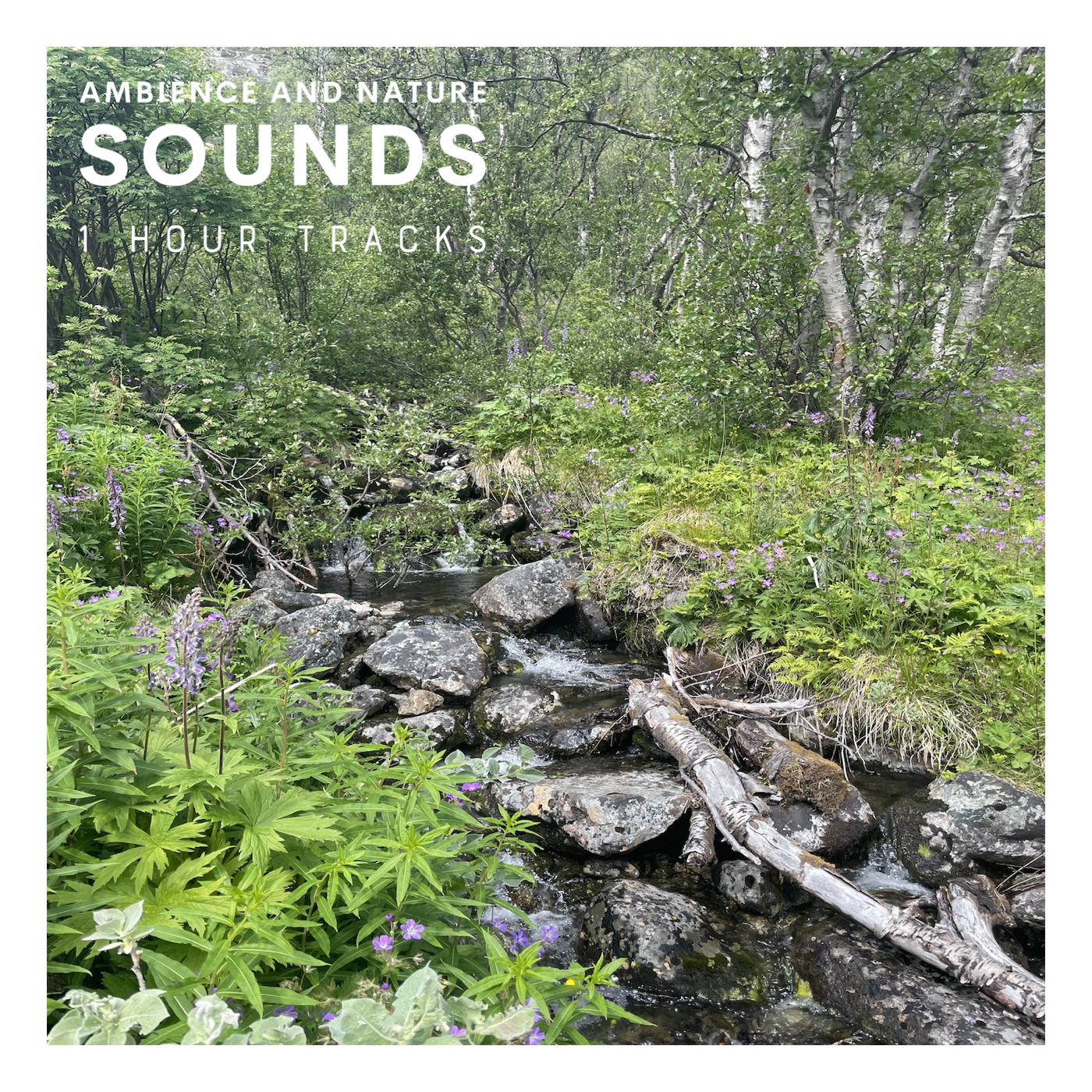 Ambience from a mountain stream in Jotunheimen Norway (1 hour)
