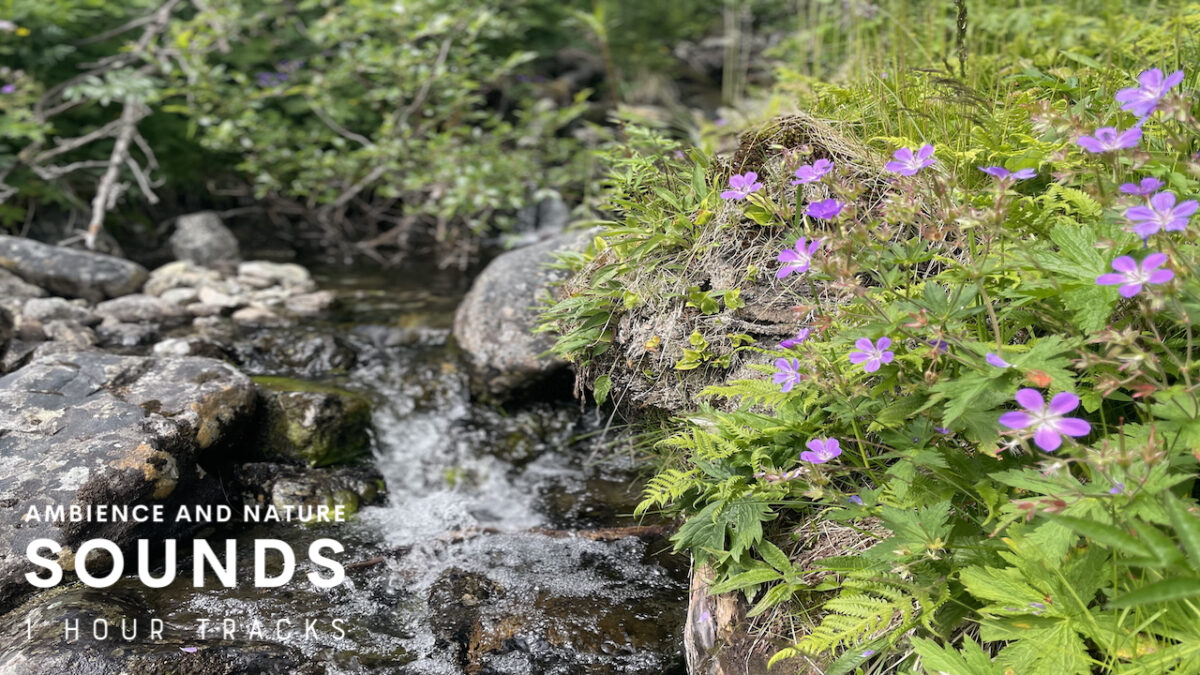 Ambience from a mountain stream in Jotunheimen Norway (1 hour)