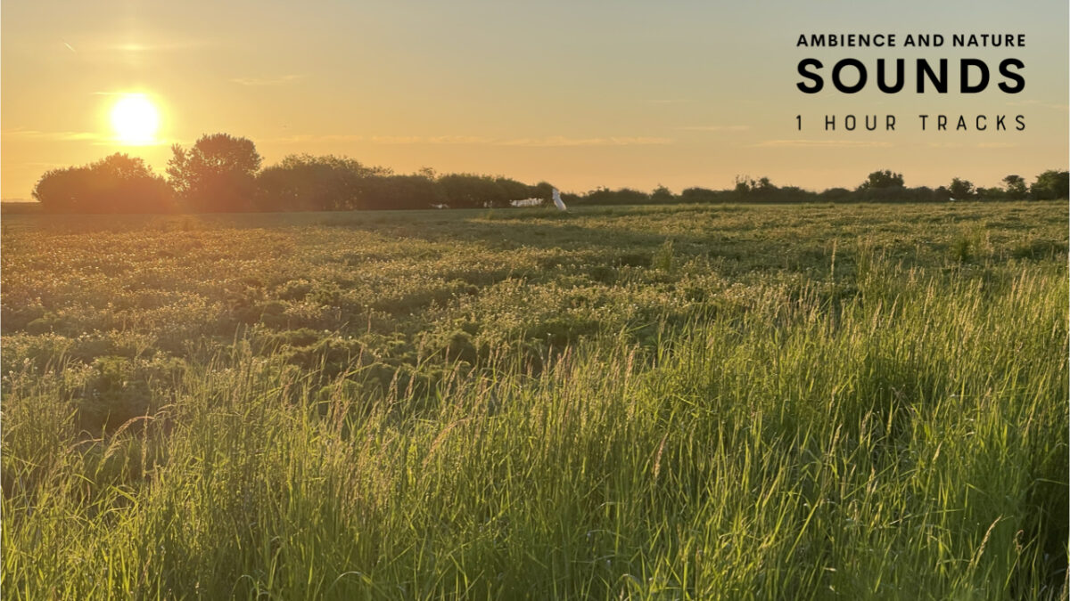 Ambience and Nature Sounds - 1 hour tracks - episode 22 - Dawn chorus on Danish island in May